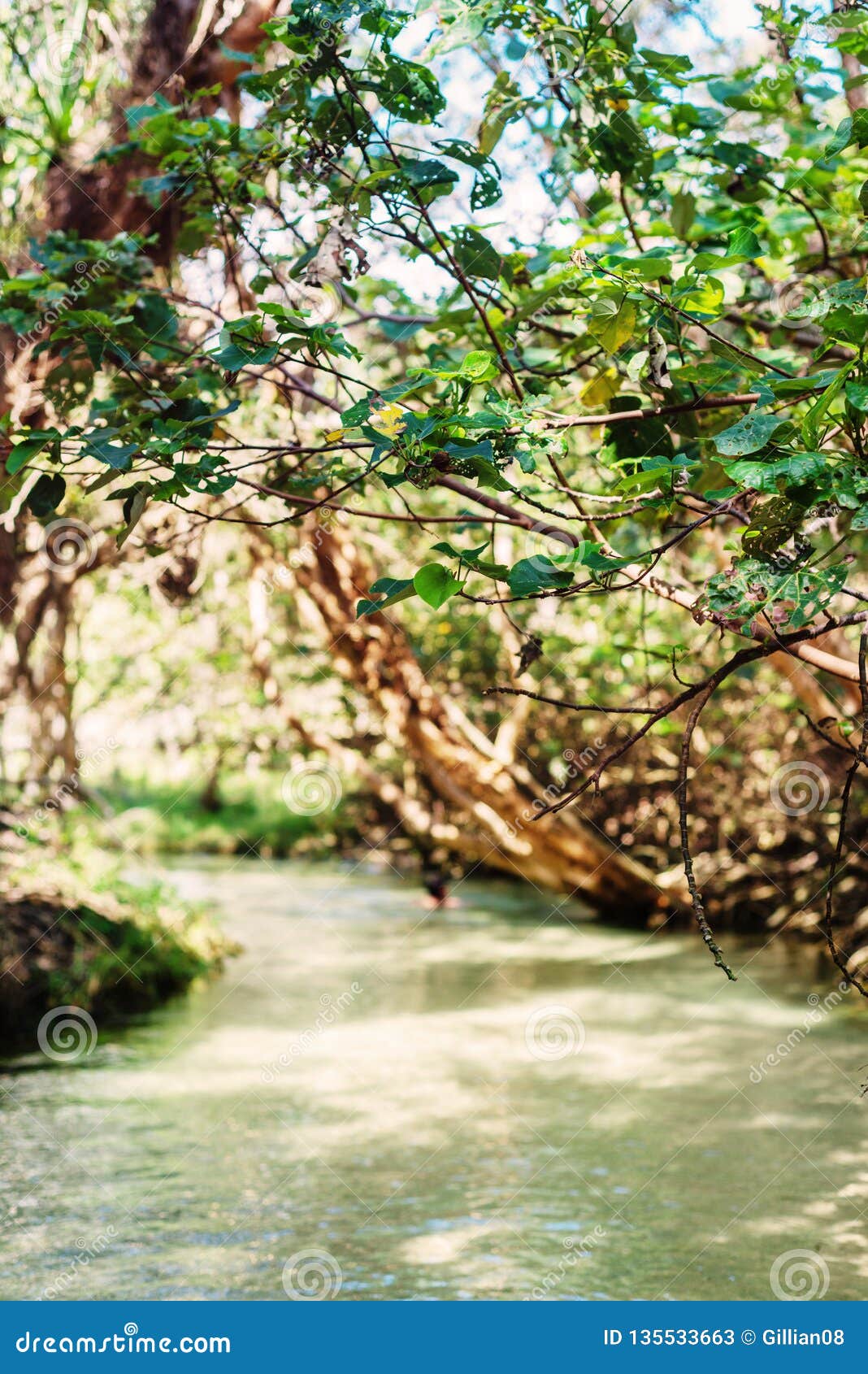 Corriente De Agua Dulce, Eli Creek, Fraser Island Imagen de archivo