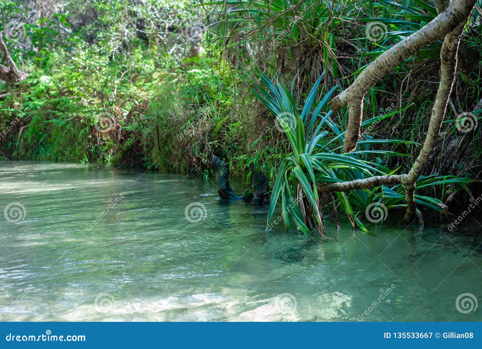 Corriente De Agua Dulce, Eli Creek, Fraser Island Imagen de archivo