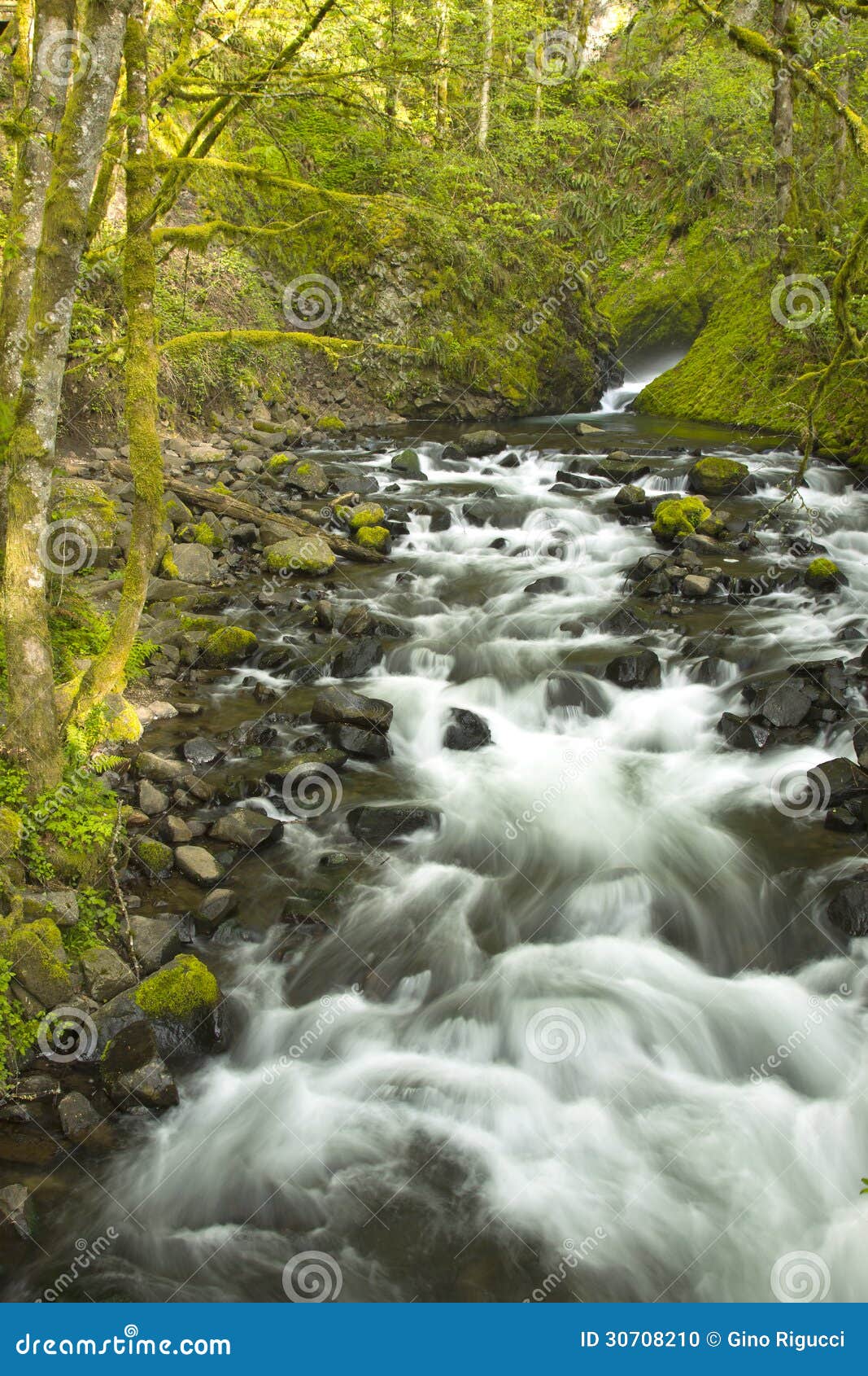 Corriente del agua dulce. foto de archivo. Imagen de plantas 30708210