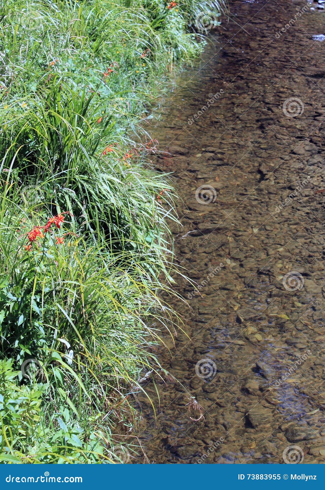 Corriente del agua dulce imagen de archivo. Imagen de verde 73883955