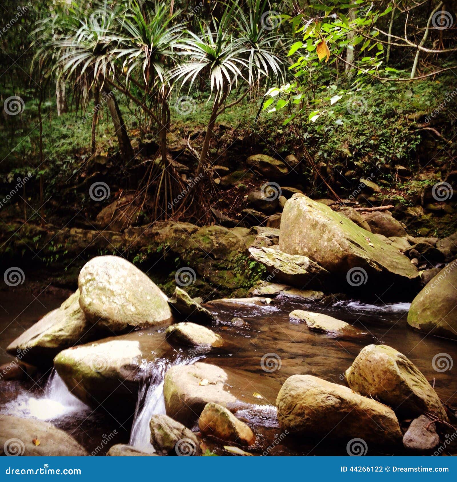Corriente Del Agua Dulce De Maui Foto de archivo Imagen de maui