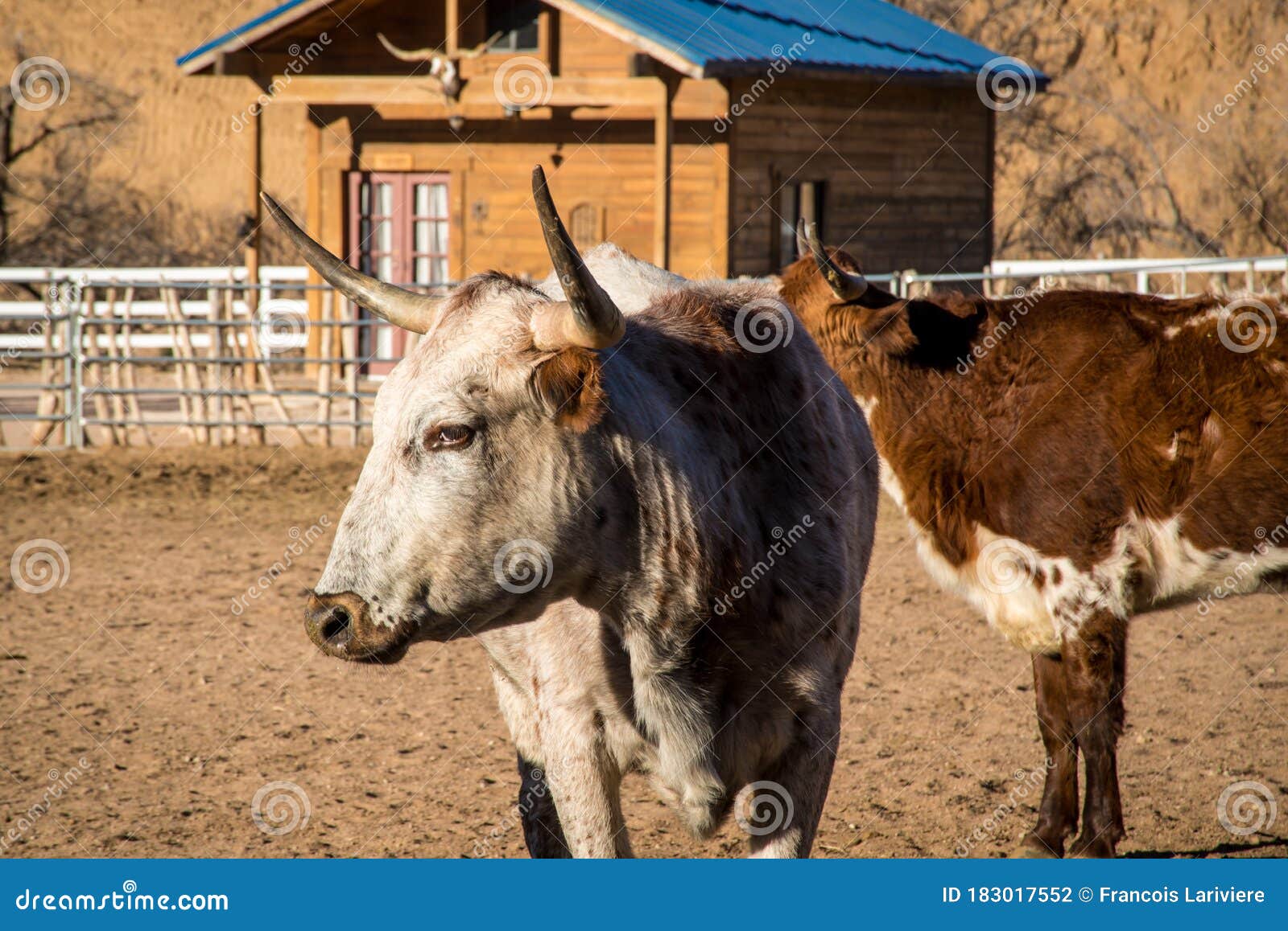 corriente horned beef in a pasture in arizona