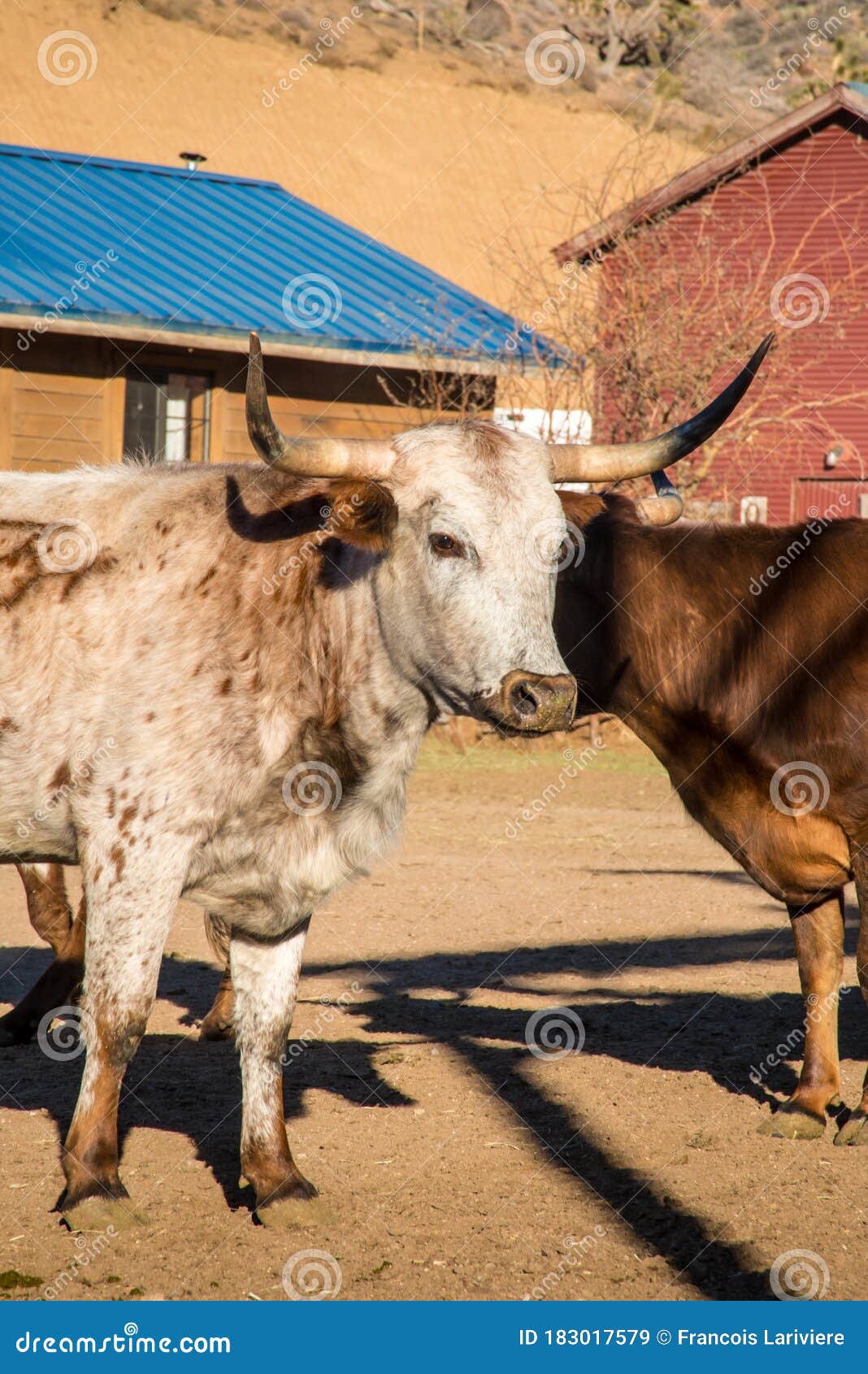 corriente horned beef in a pasture in arizona