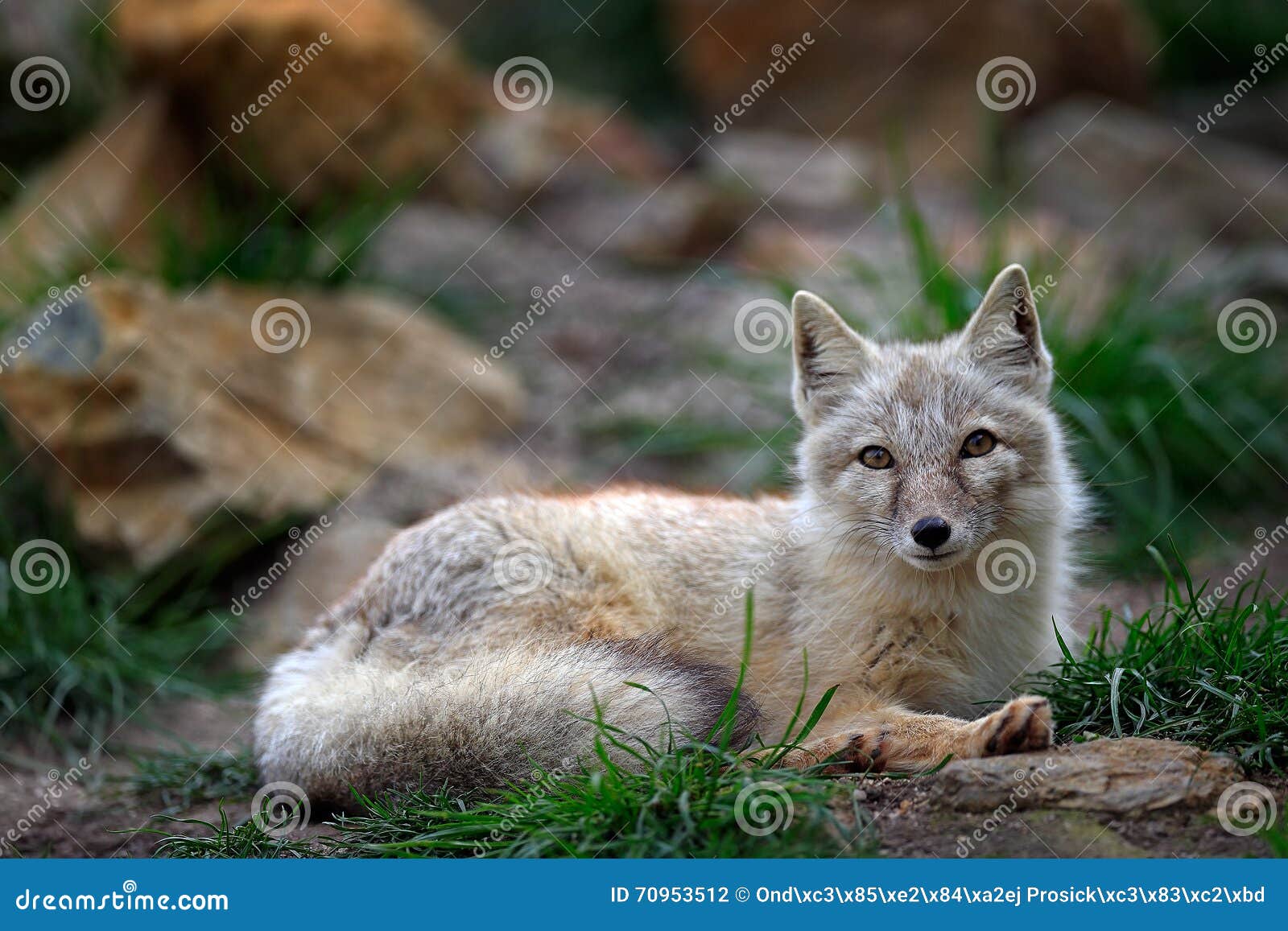 corsac fox, vulpes corsac, in the nature stone mountain habitat, found in steppes, semi-deserts and deserts in central asia