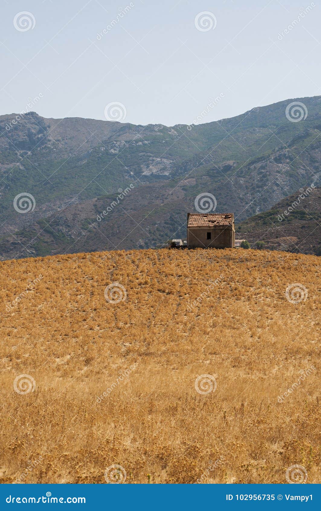 patrimonio, haute corse, corsica, upper corsica, france, europe, island