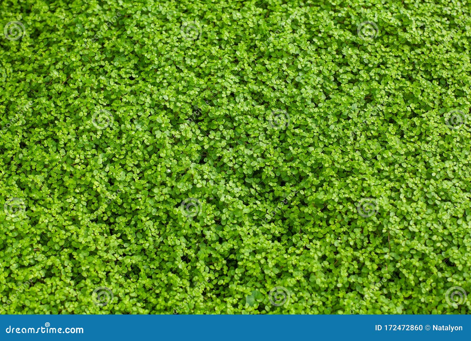 corsican mint carpet plant, small vibrant green leaves, creeping herb, fresh wild plant texture close up