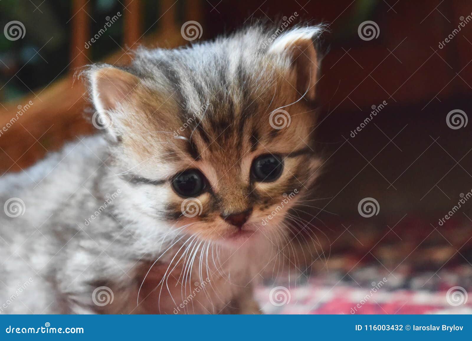 Corte O Jogo Do Gatinho Do Bebê Foto de Stock - Imagem de miado, gato:  116003432