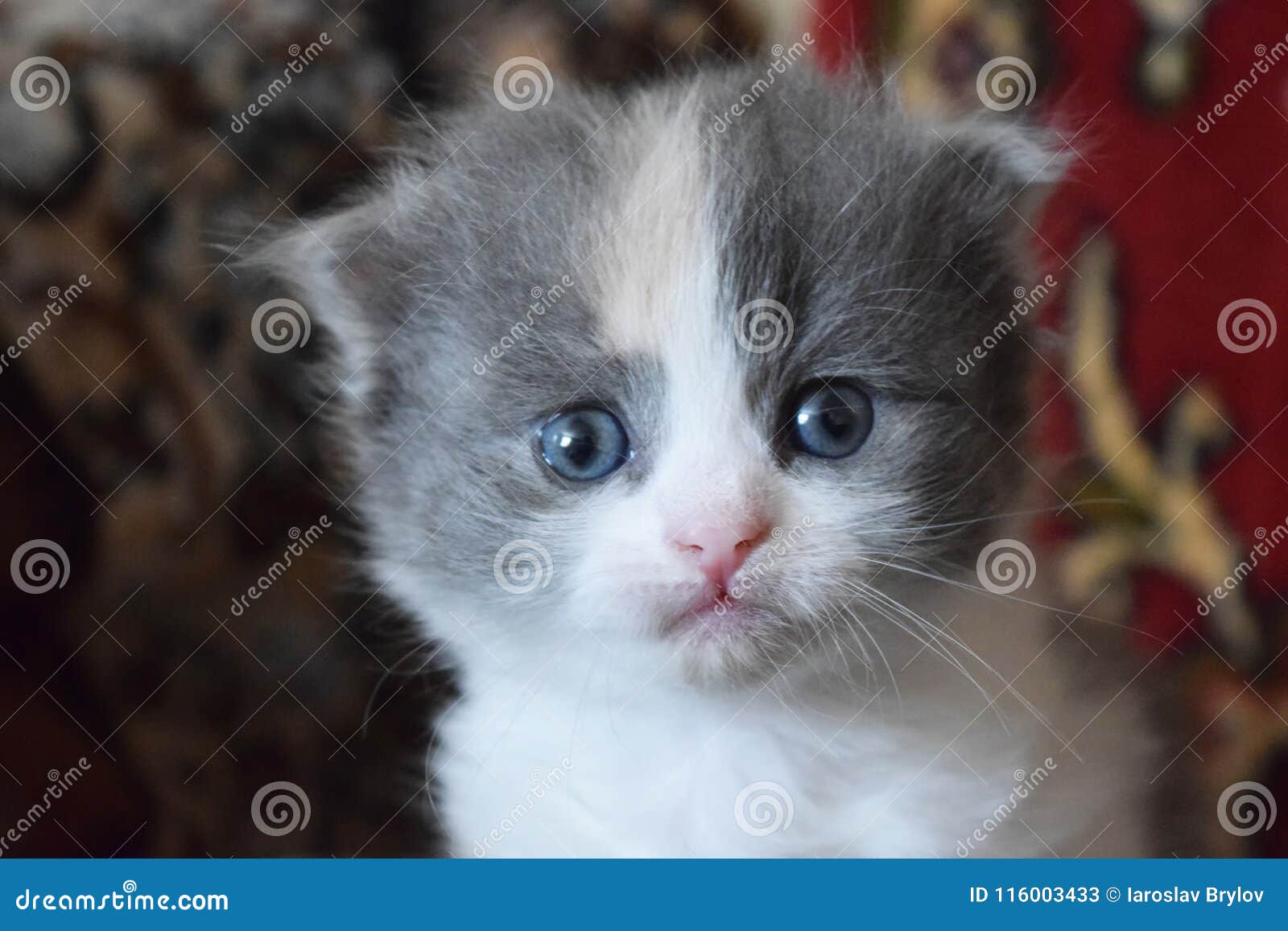 Corte O Jogo Do Gatinho Do Bebê Imagem de Stock - Imagem de fofofo