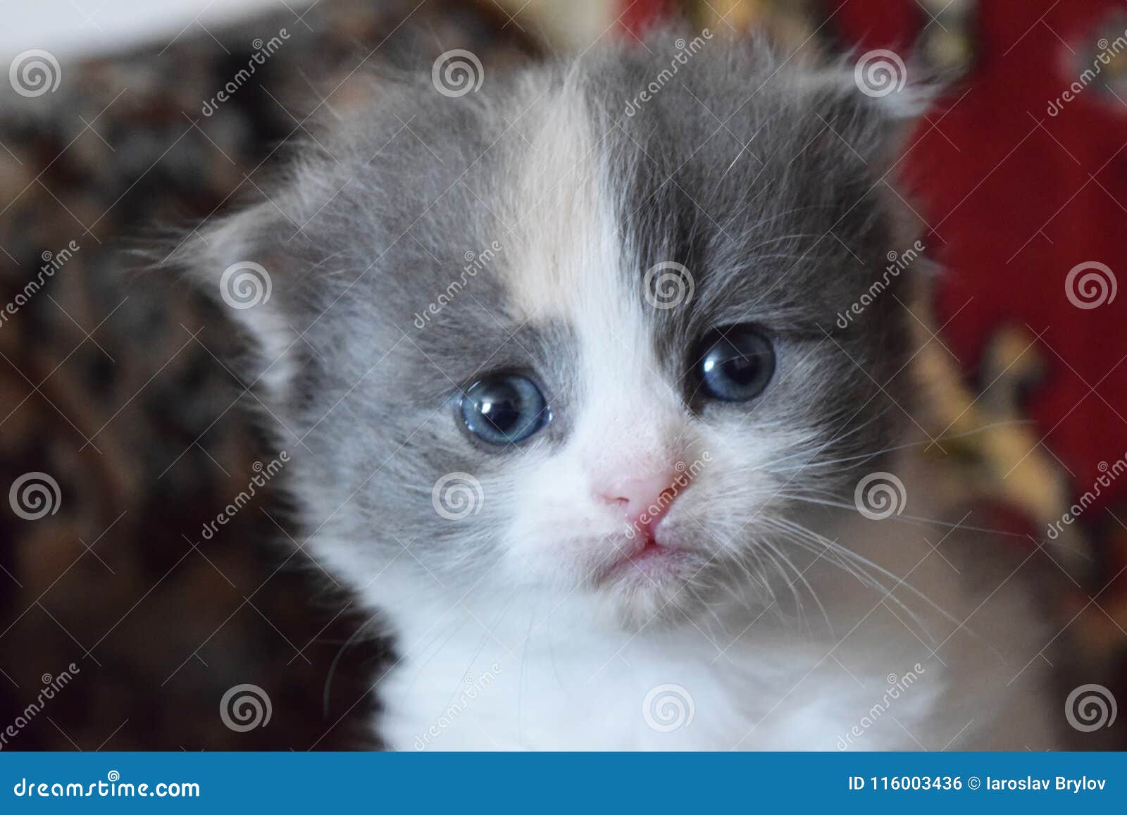 Corte O Jogo Do Gatinho Do Bebê Foto de Stock - Imagem de exterior, gatinho:  116003436