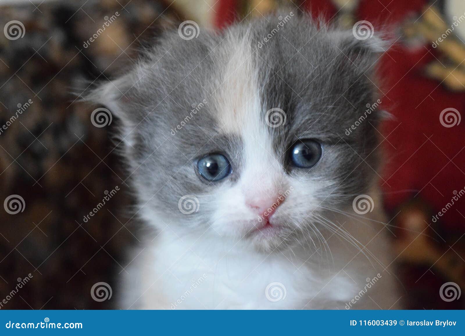 Corte O Jogo Do Gatinho Do Bebê Imagem de Stock - Imagem de fundo, gato:  116003439