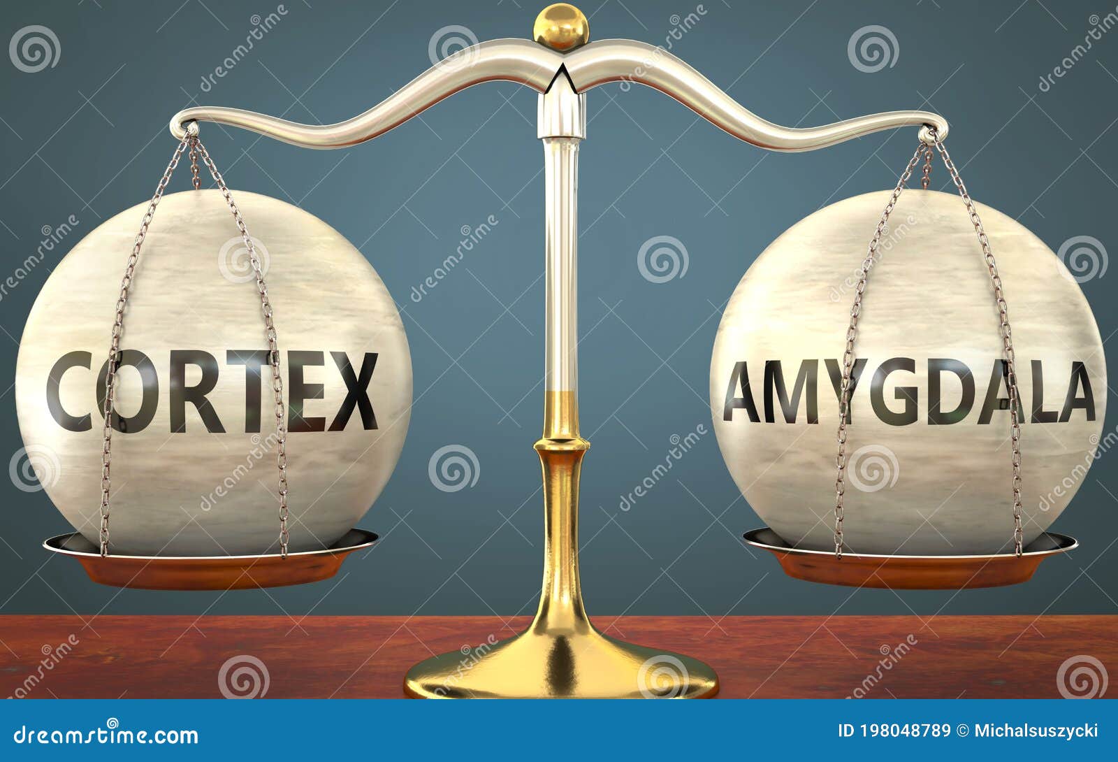 cortex and amygdala staying in balance - pictured as a metal scale with weights and labels cortex and amygdala to ize