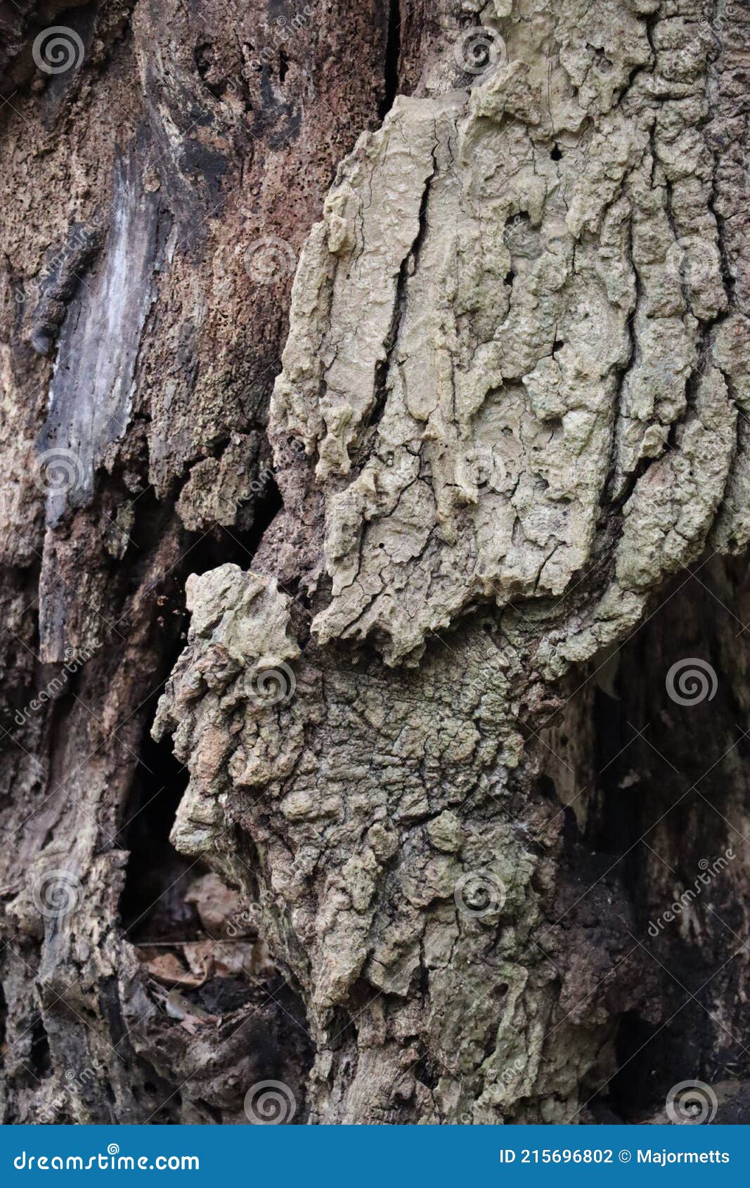 Corteza de árbol herida foto de archivo. Imagen de vertical - 215696802