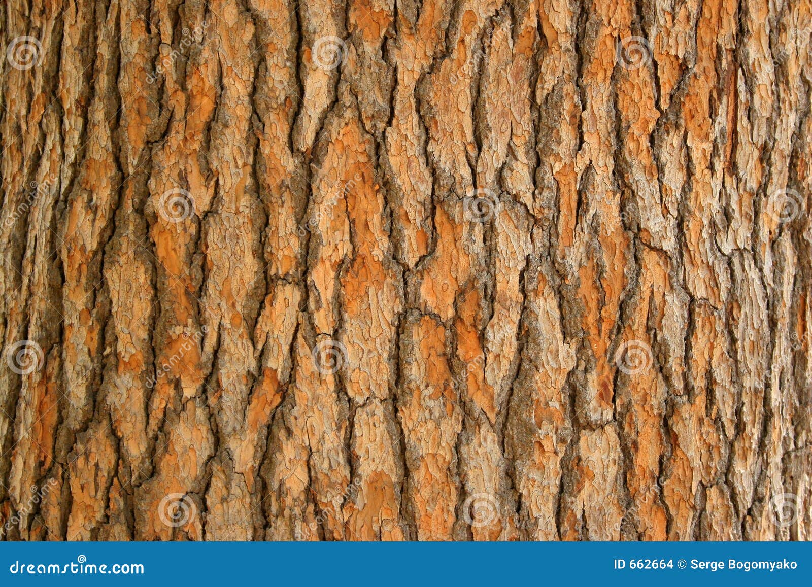 Corteza de un árbol foto de archivo. Imagen de corteza - 662664