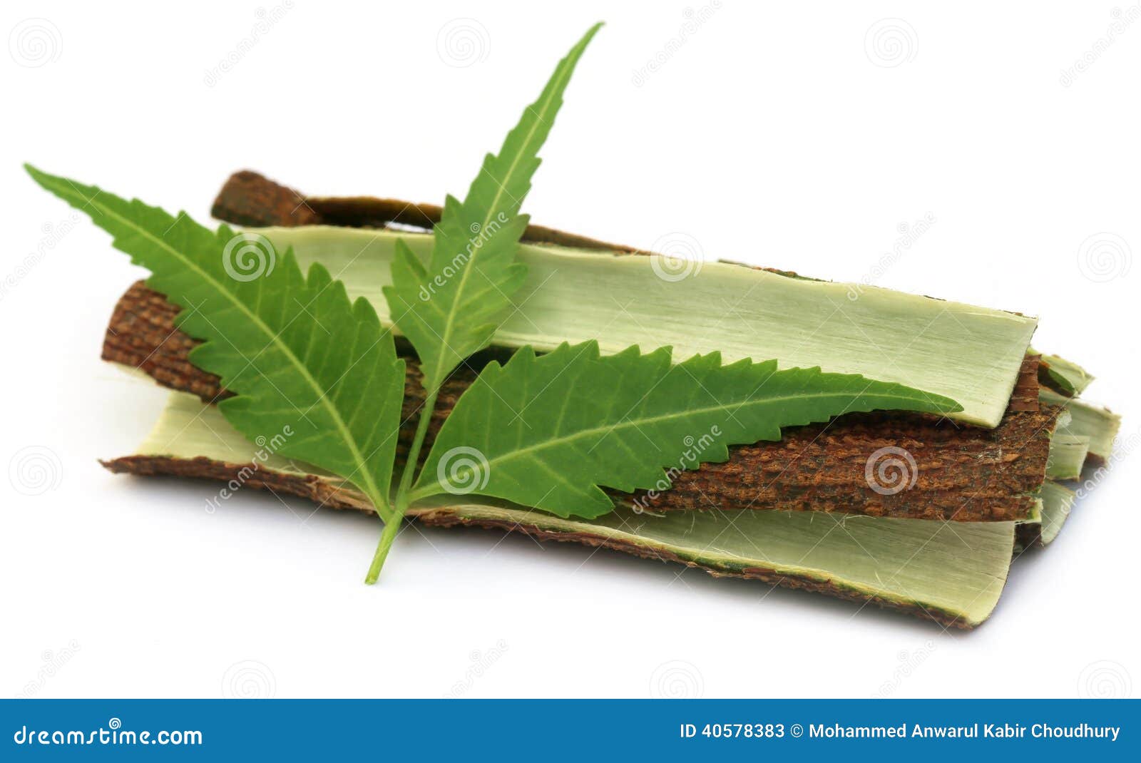 Corteza De árbol De Neem Medicinal Con Las Hojas Imagen de archivo Imagen de fresco