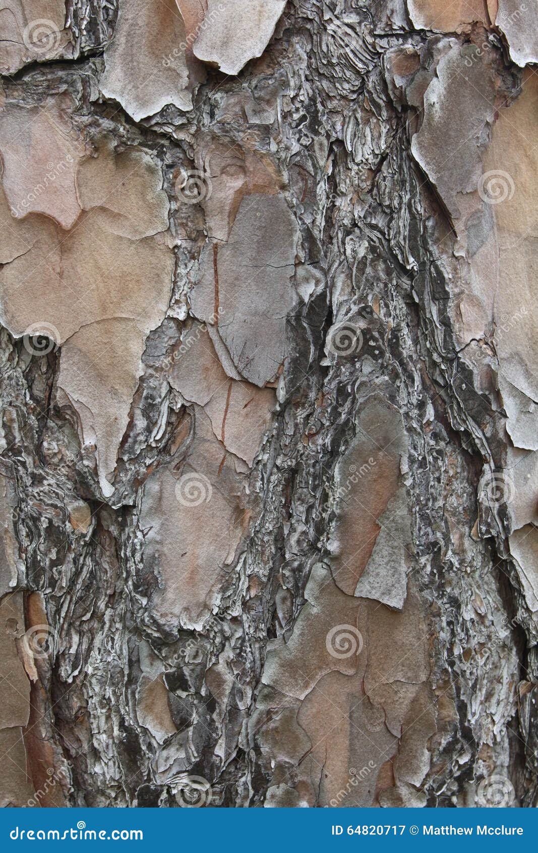 Corteza de árbol de pino. La corteza de un árbol de pino vio encima de cierre