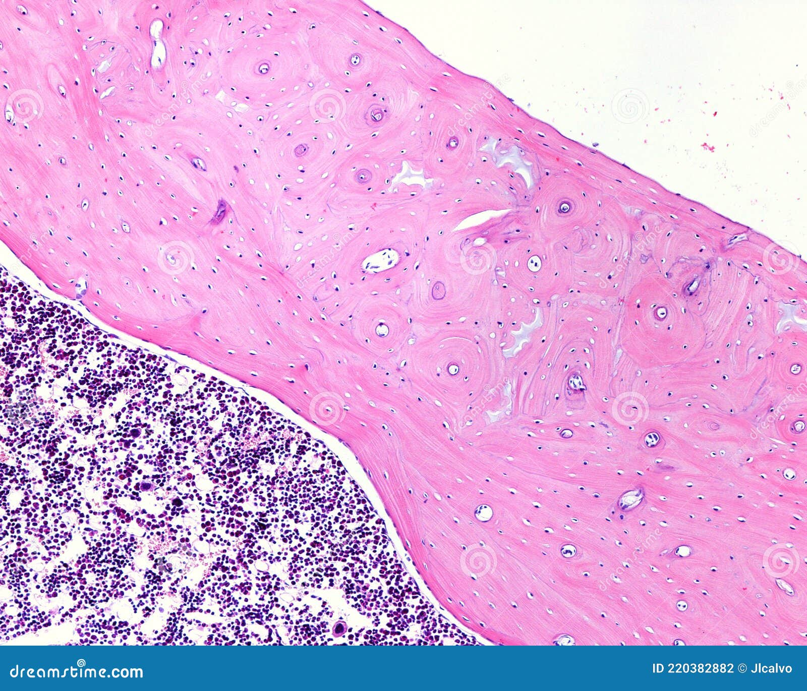 Cortical Bone Tissue Royalty-Free Stock Photo | CartoonDealer.com