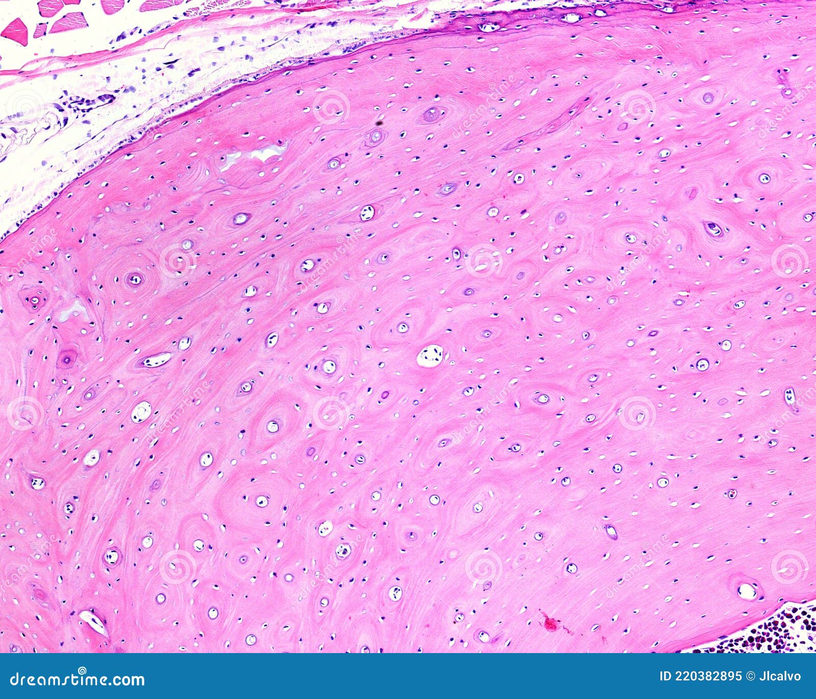 Cortical bone tissue stock image. Image of haversian - 220382895