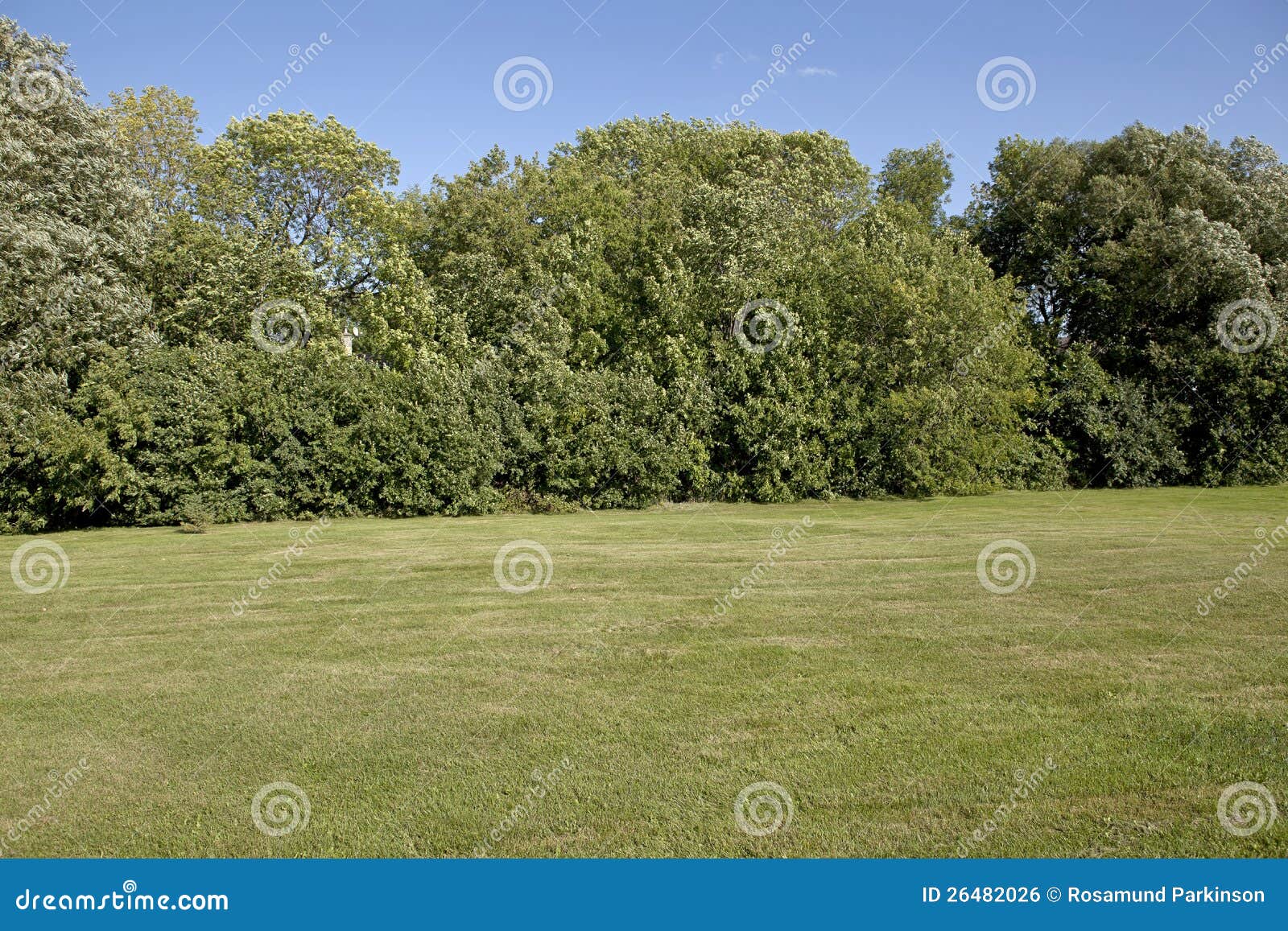 Cortile con gli alberi fotografia stock. Immagine di campo 26482026