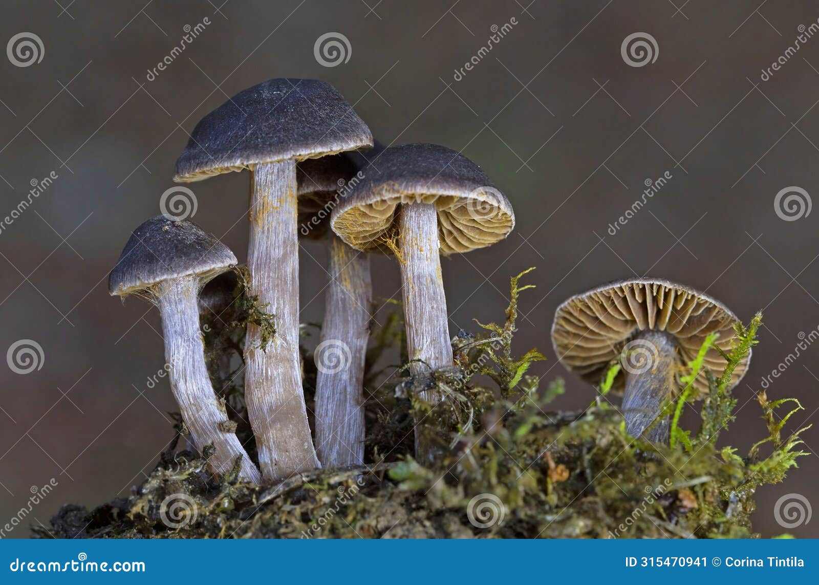 cortinarius brunneus is a species of fungi in the family cortinariaceae.
