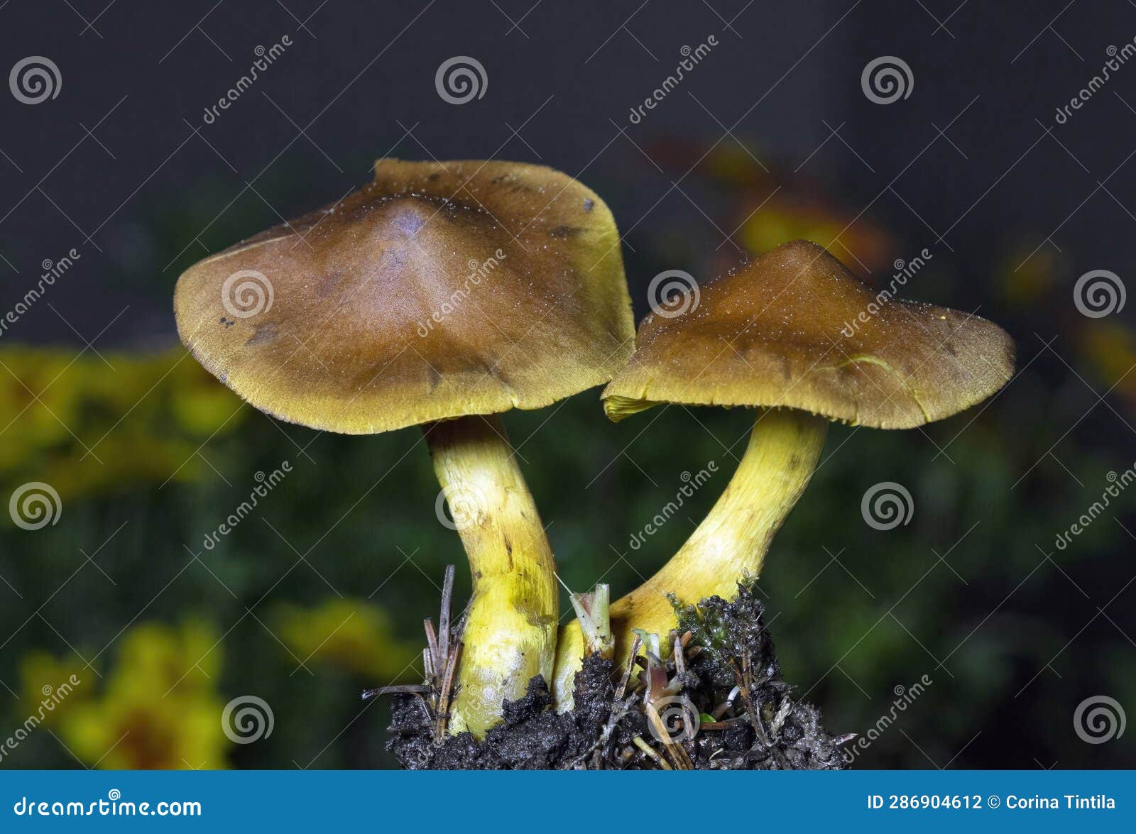 cortinarius cinnamomeus is a late summer and autumn species that occurs in coniferous woods as well as under birches on heathland