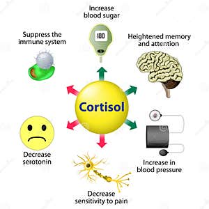 Cortisol Functions Vector Illustration CartoonDealer 66091054