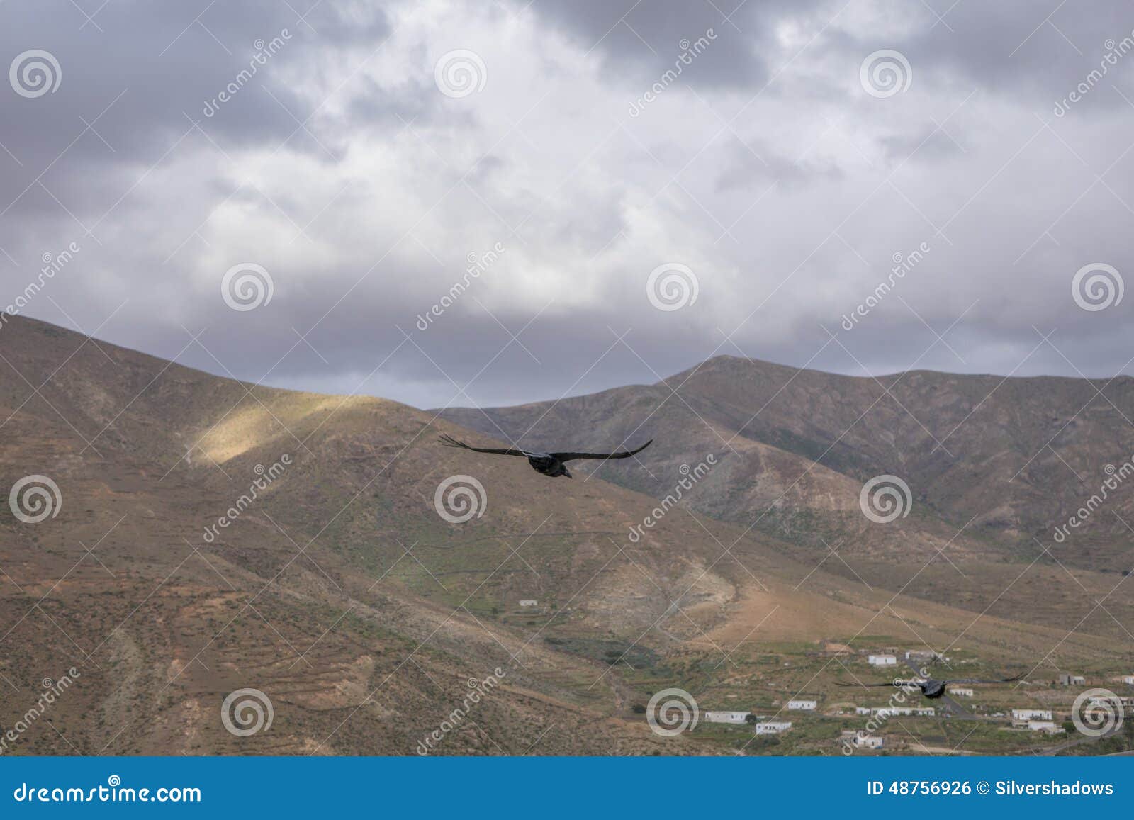 Corvo che sorvola le montagne in isole Canarie Las di Fuerteventura. Corvo che sorvola le montagne sotto un cielo grigio in isole Canarie Las Palmas Spagna di Fuerteventura