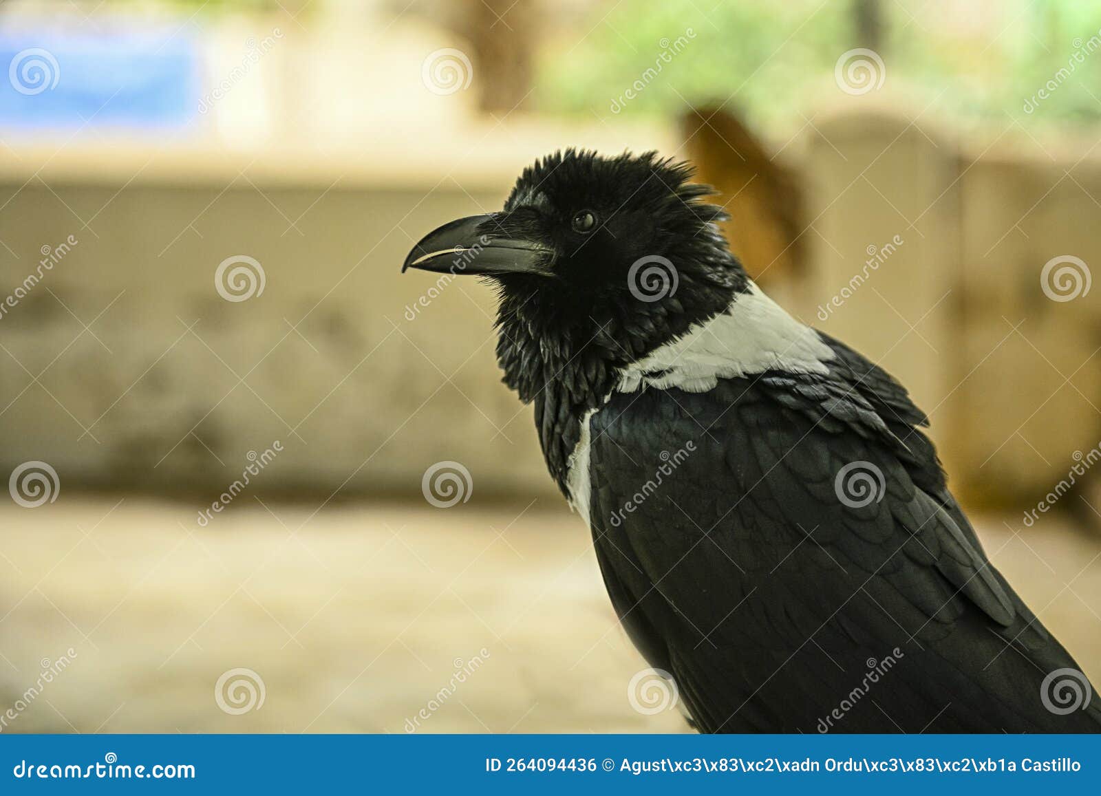 corvus albus or pied crow is a species of passerine bird in the corvidae family.