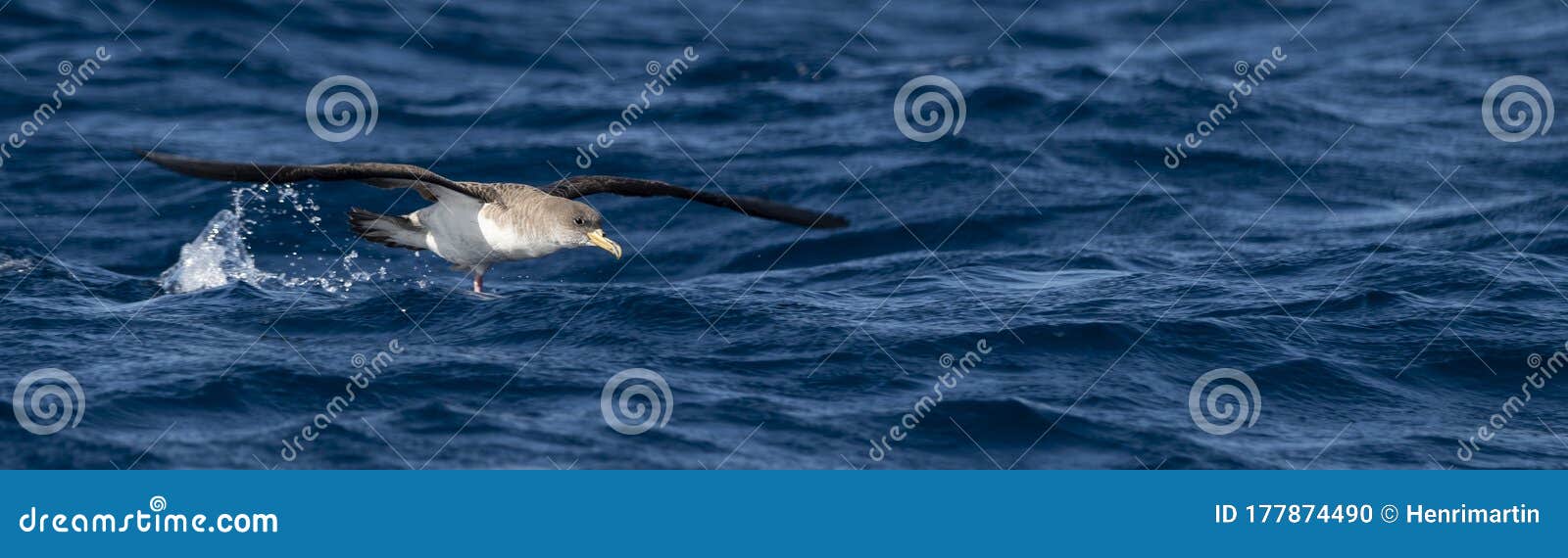 cory`s shearwater on the waters of the atlantic ocean in the azores islands