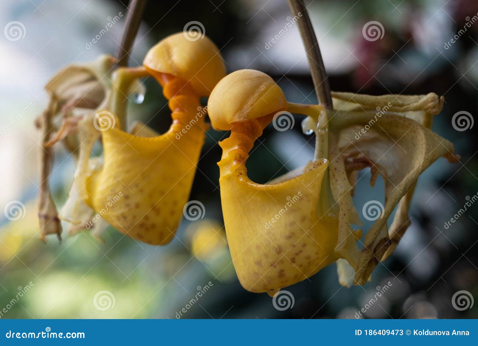Coryanthes Macrantha is Orchid from the Genus of the Bucket Orchids. Stock  Image - Image of florist, blossom: 186409473