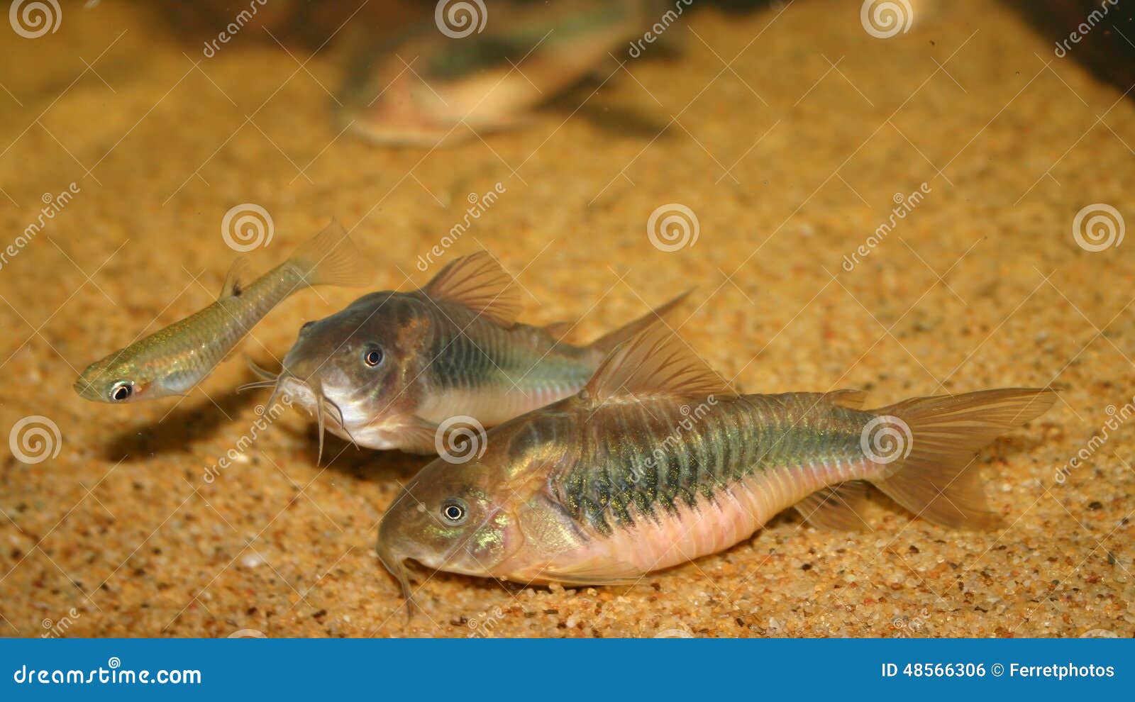Corydoras stock foto. Image of vissen, aquarium, brons 48566306