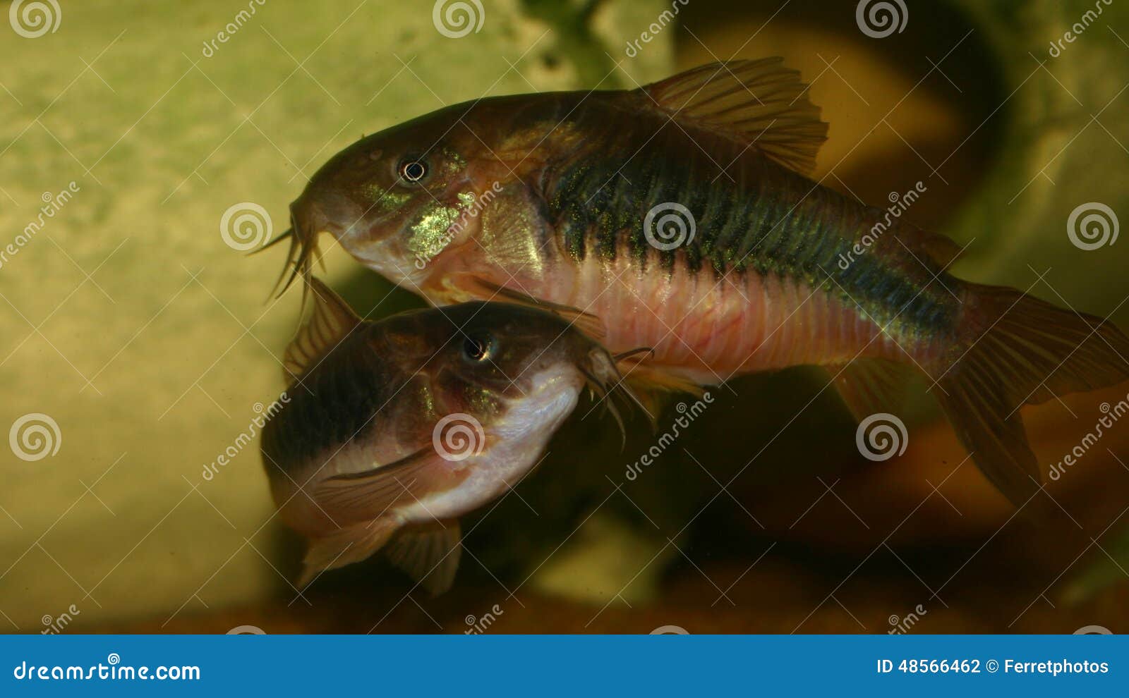 Corydoras photo stock. Image du organisme, bronze, poissons 48566462