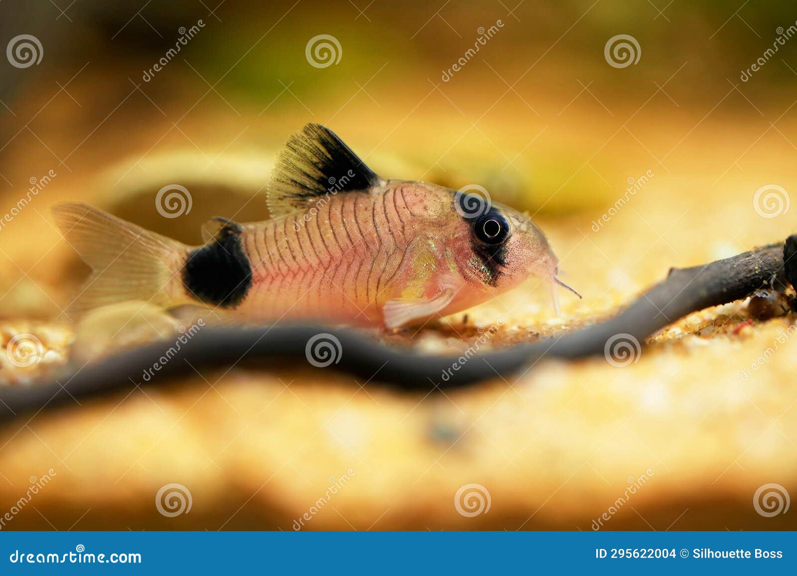 Corydoras Panda, Tropical Panda Catfish Species of the Family  Callichthyidae Tank Catfish, Aquarium Bottom Feeder Fish Photo Stock Photo  - Image of animal, fresh: 295622004