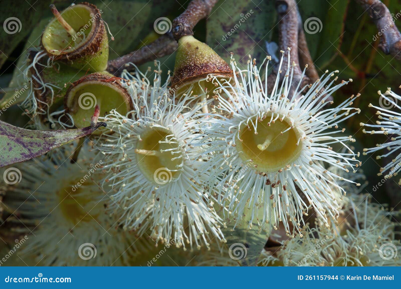 white flowers of an australian corymbia abergiana.