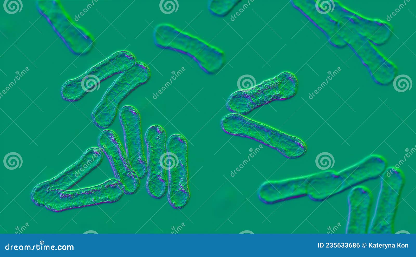 Corynebacterium Bacteria, Grampositive Rodshaped Bacterium that