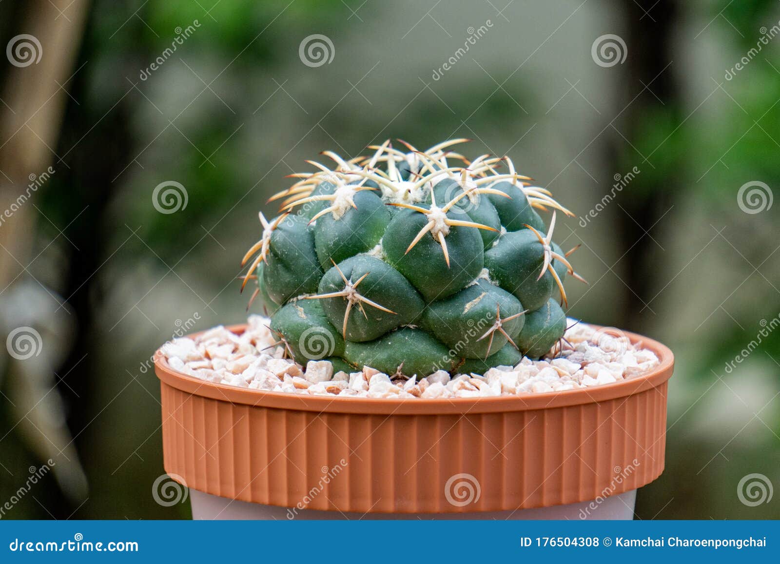 Coryphantha Elephantidens Ou Elefantes Tooth Ou Estrelado é Endêmico Para  México Foto de Stock - Imagem de cabelo, esfera: 176504308