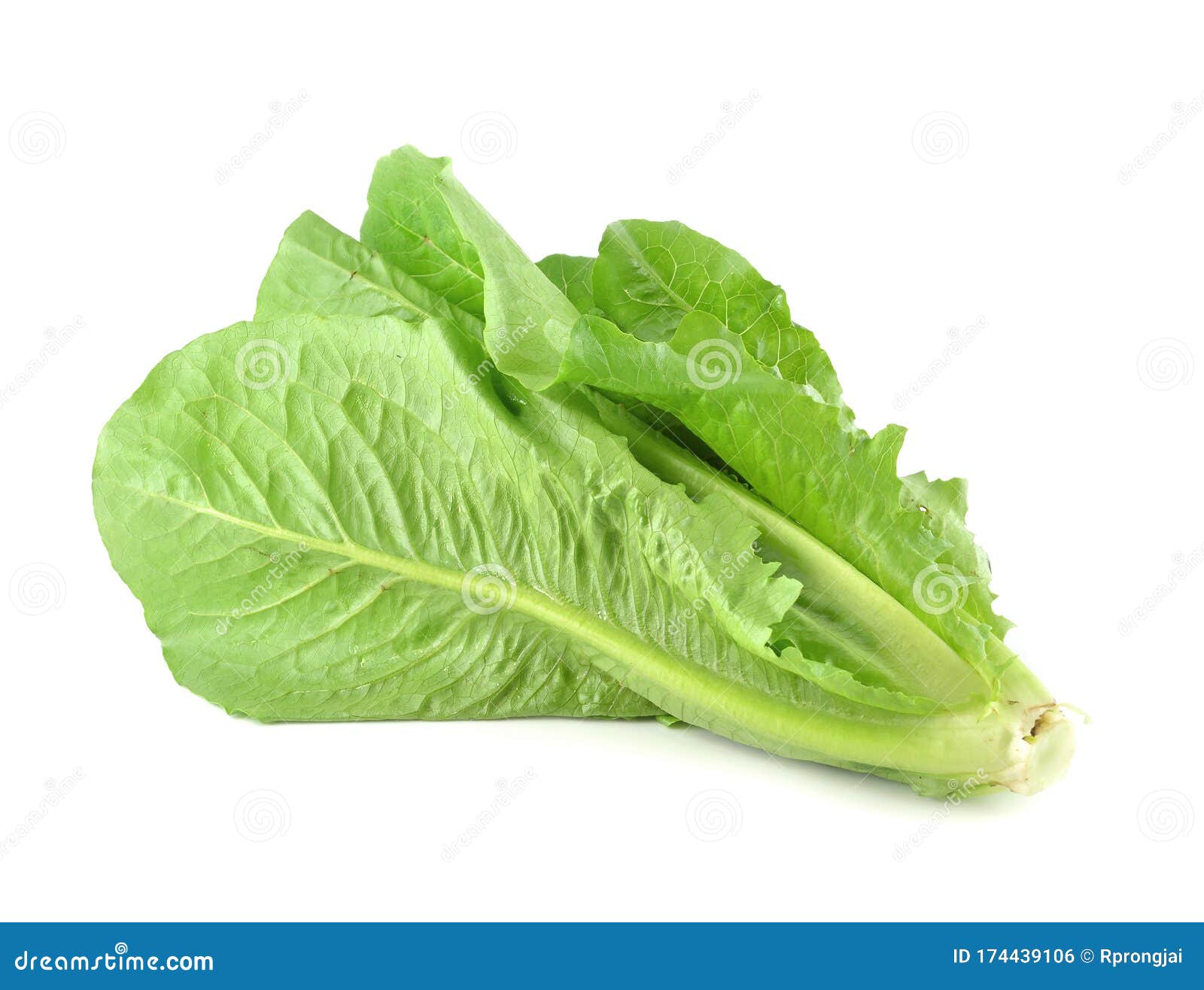 Cos Lettuce stock photo. Image of fibre, food, life 174439106