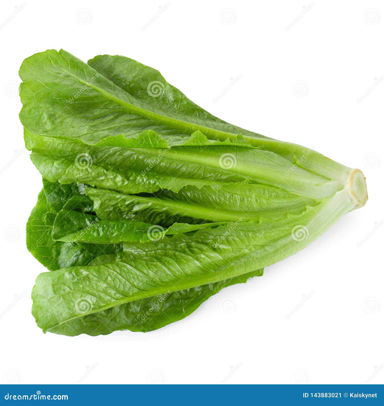 Cos Lettuce Isolated Over the White Background Stock Image Image of