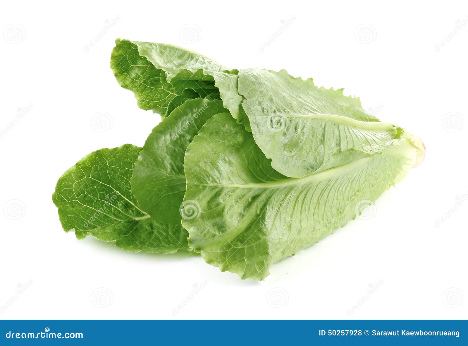 Cos Lettuce, Romaine Lettuce Isolated on White Stock Photo Image of food, nutrition 50257928