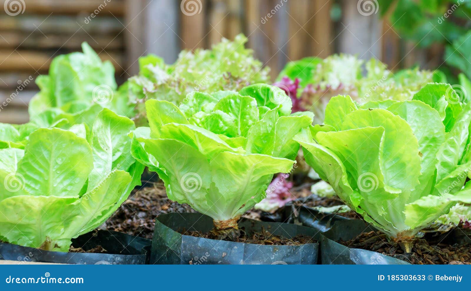 Cos Lettuce in the Vegetable Garden Stock Image Image of farm