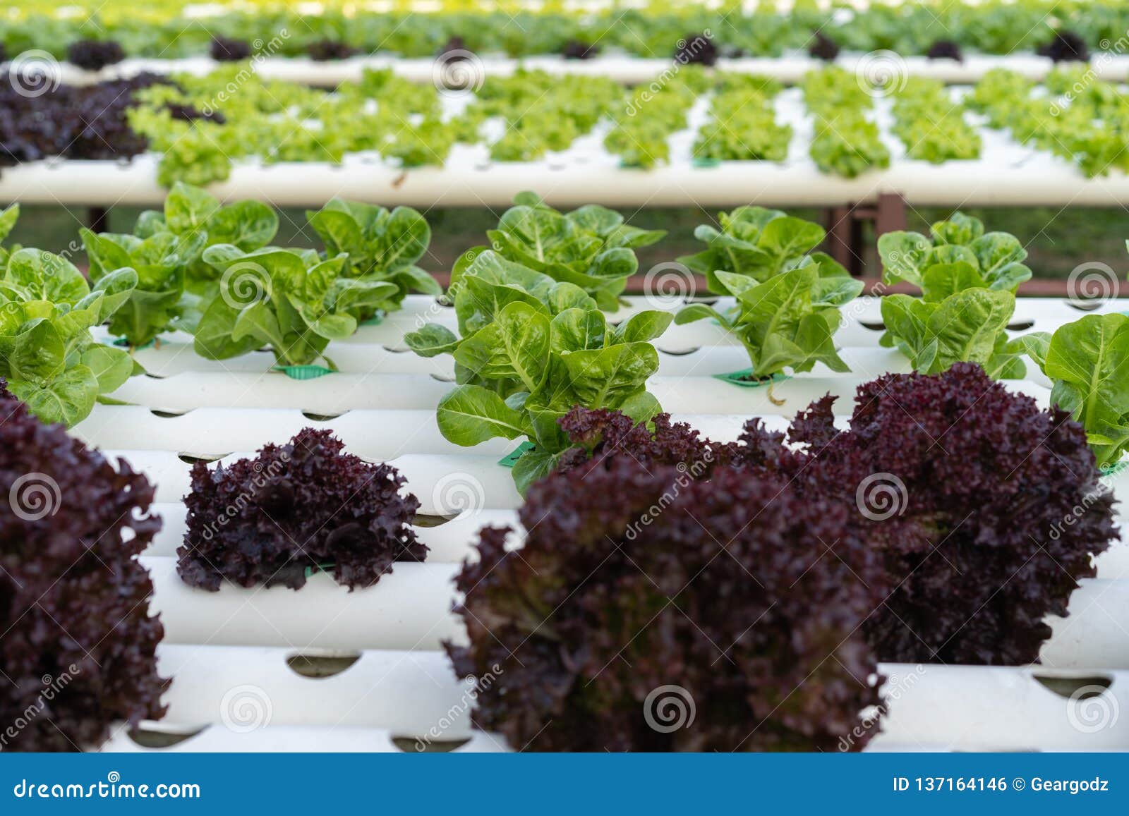 Cos Romaine Lettuce Hydroponic Stock Photo Image of garden, farm