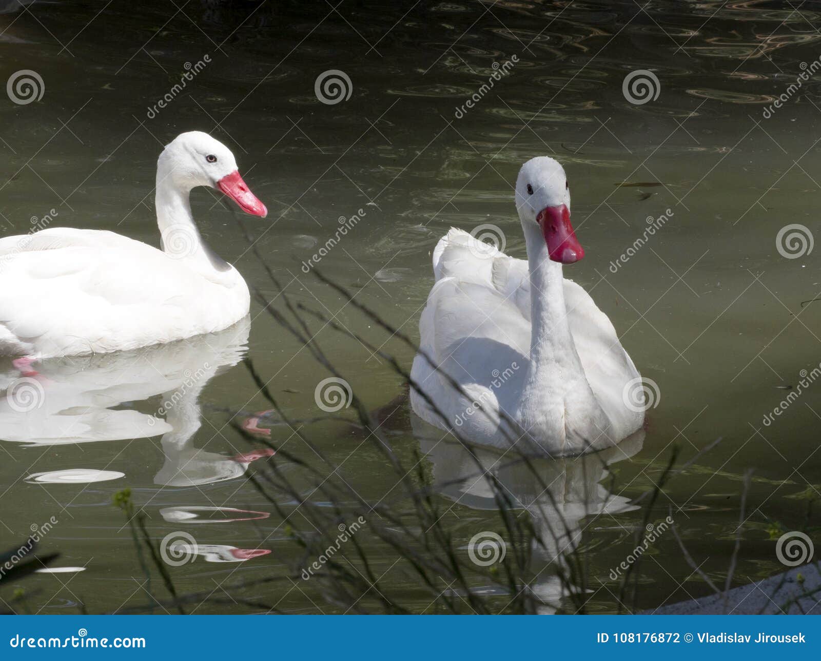 coscoroba swan, coscoroba coscoroba inhabits lakes in south america