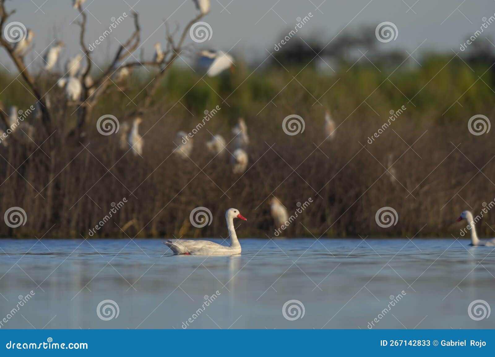 coscoroba swan swimming in a lagoon ,