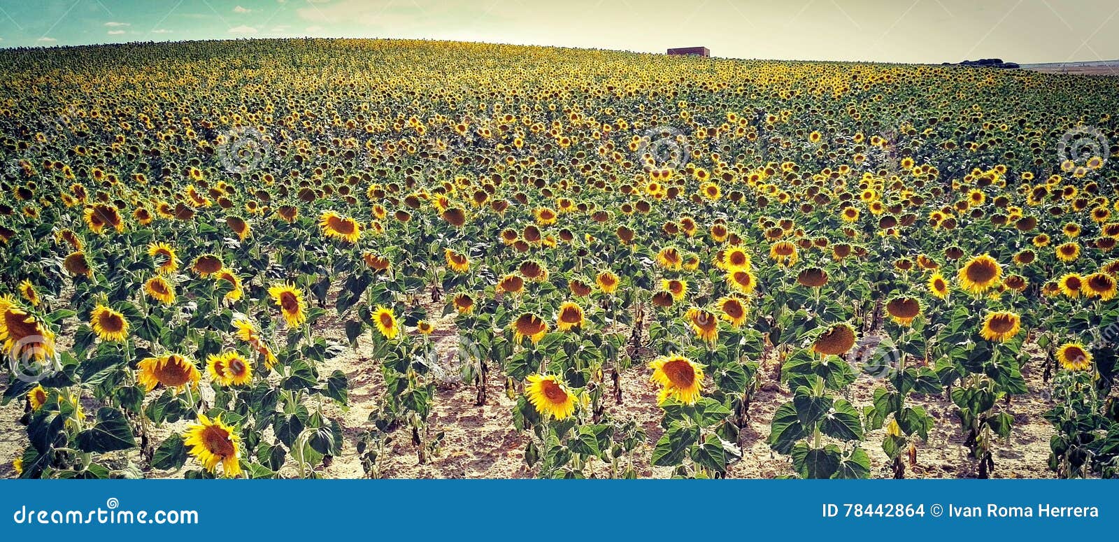 cosecha de girasoles