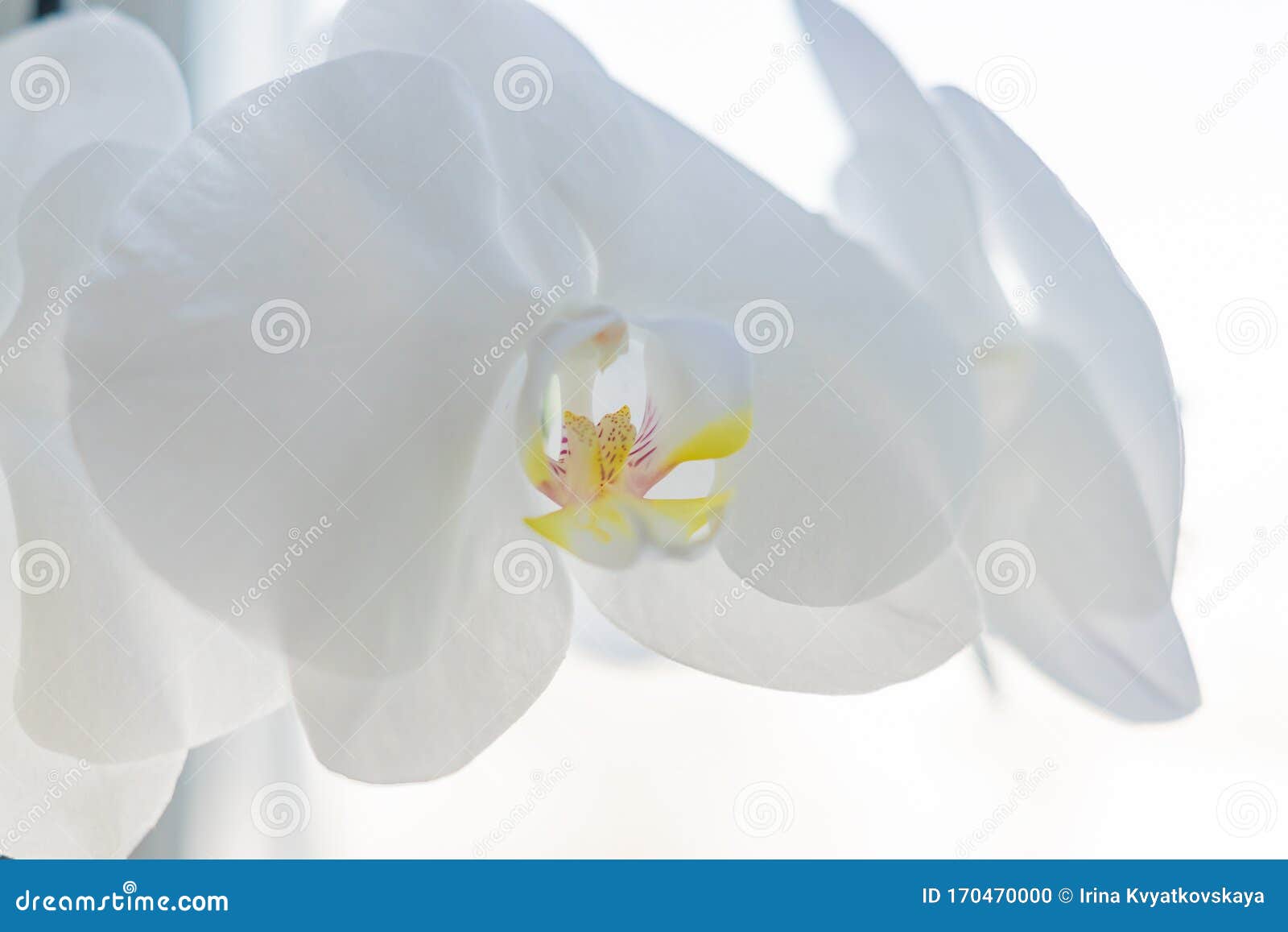 coseup of blooming white phalaenopsis orchid on window sill. house gardening, exotic plant
