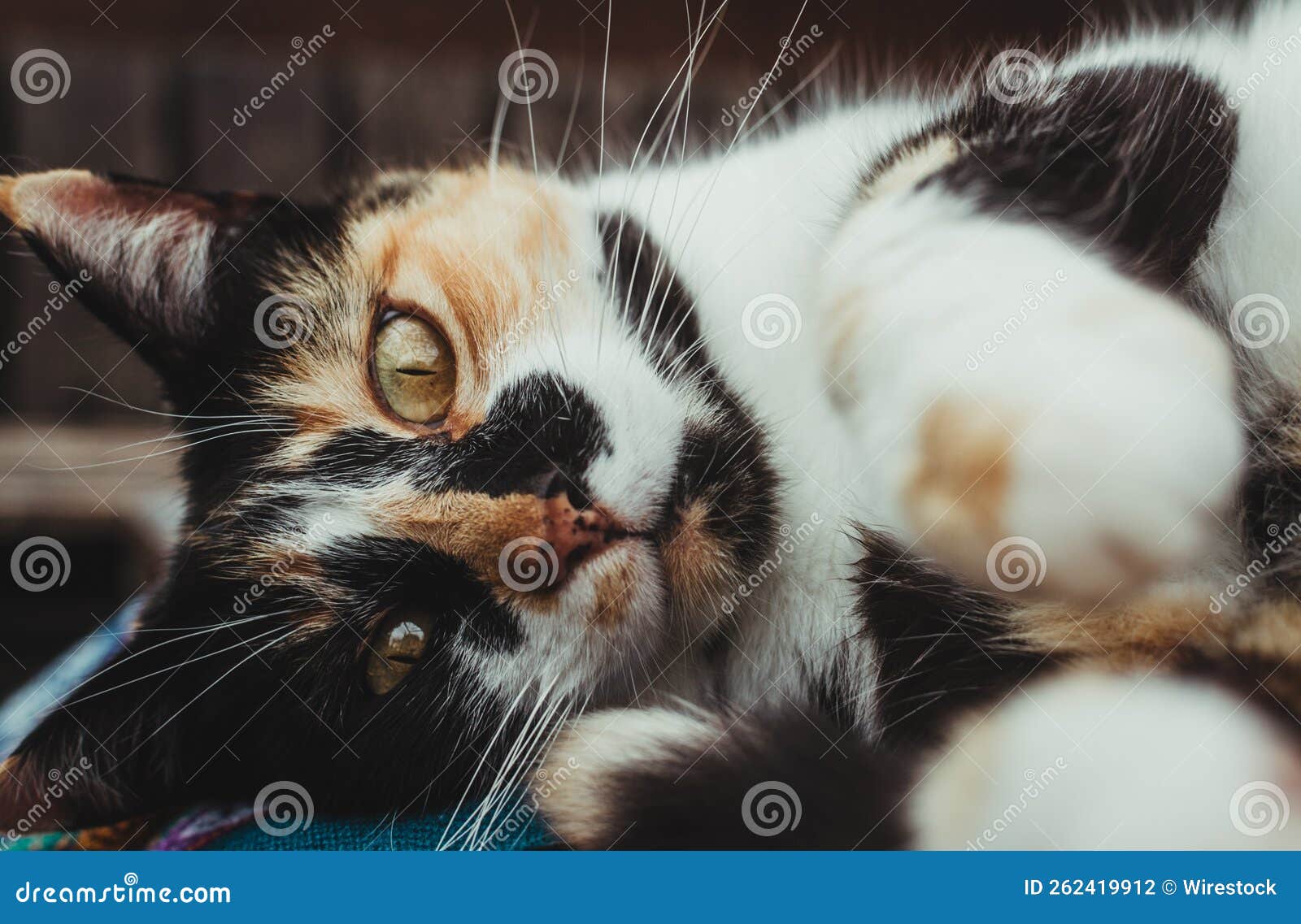 Coseup Shot of a Cute Cat with Beautiful Black, White and Ginger