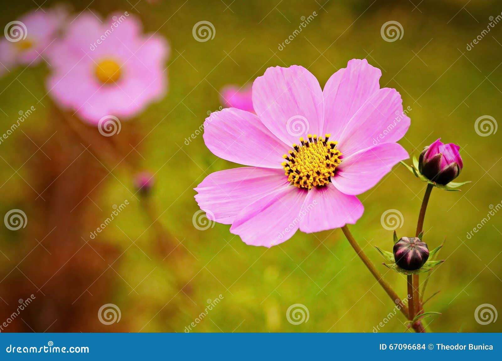 cosmea flower. summer background