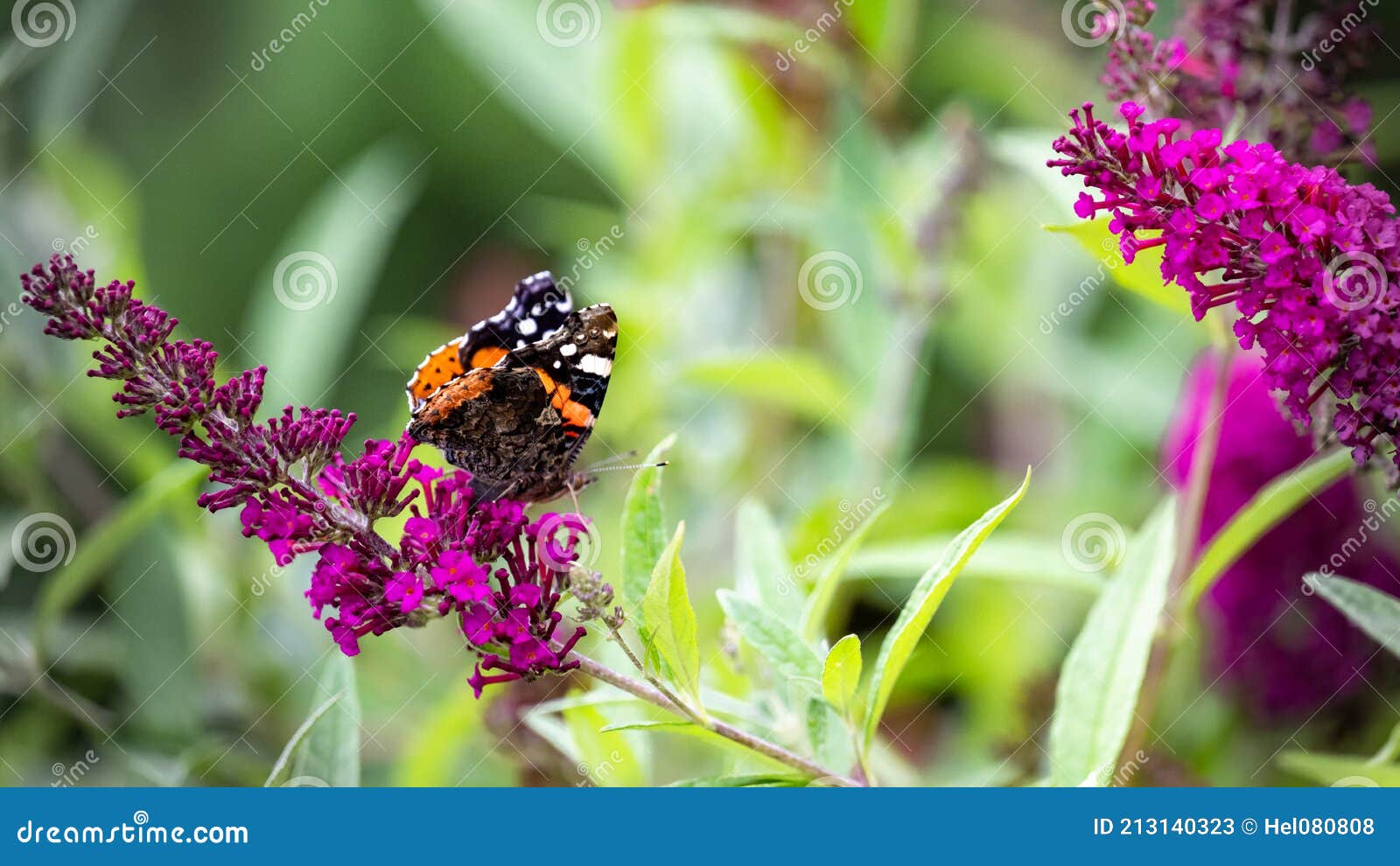 red admiral butterfly - vanessa cardui, sitting on flowering pink butterflybush - buddleja davidii - in summer garden.