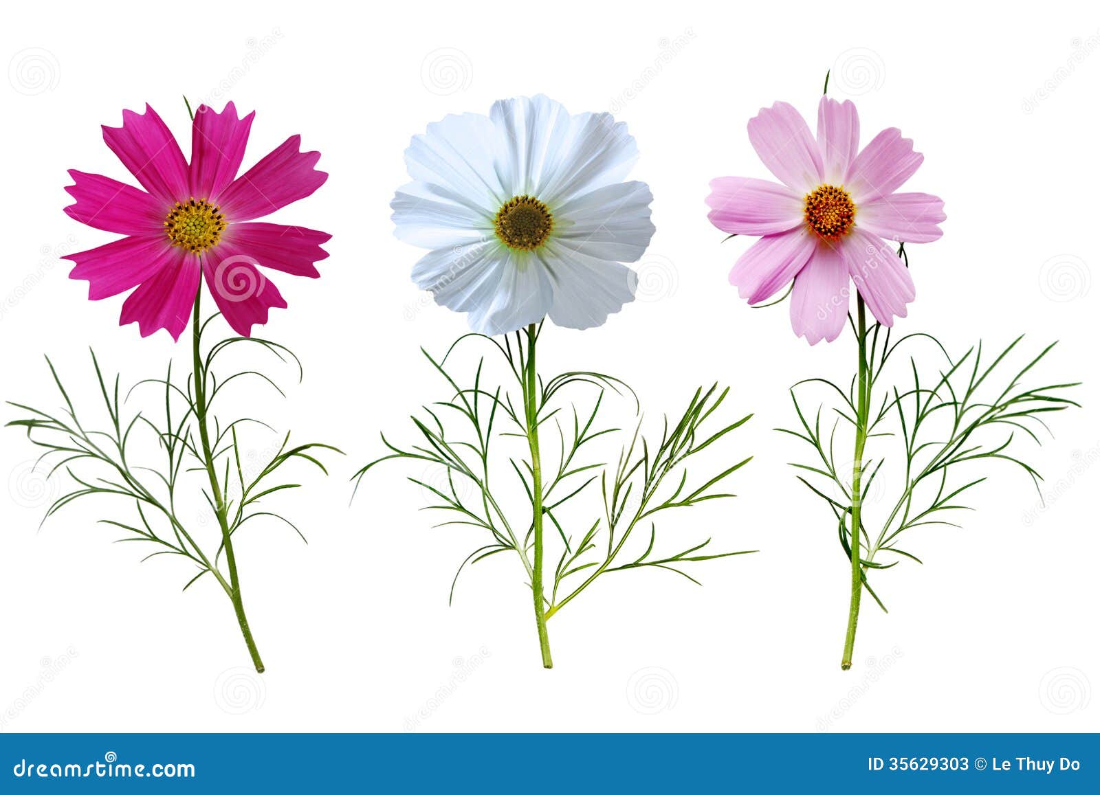 6,811 Cosmos Bipinnatus Stock Photos - Free & Royalty-Free Stock Photos  from Dreamstime