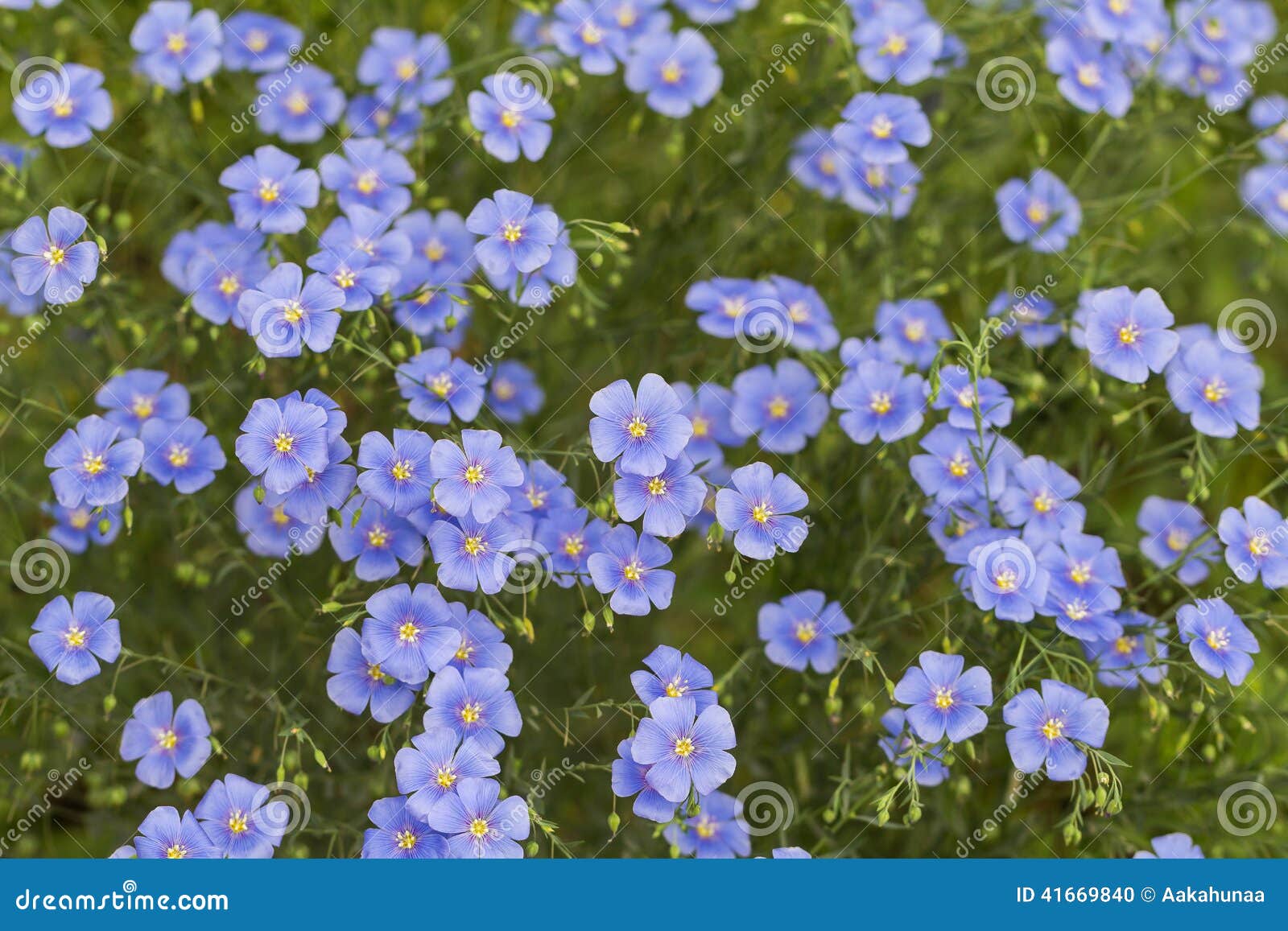 Cosmos bleu de floraison photo stock. Image du cosmos - 41669840