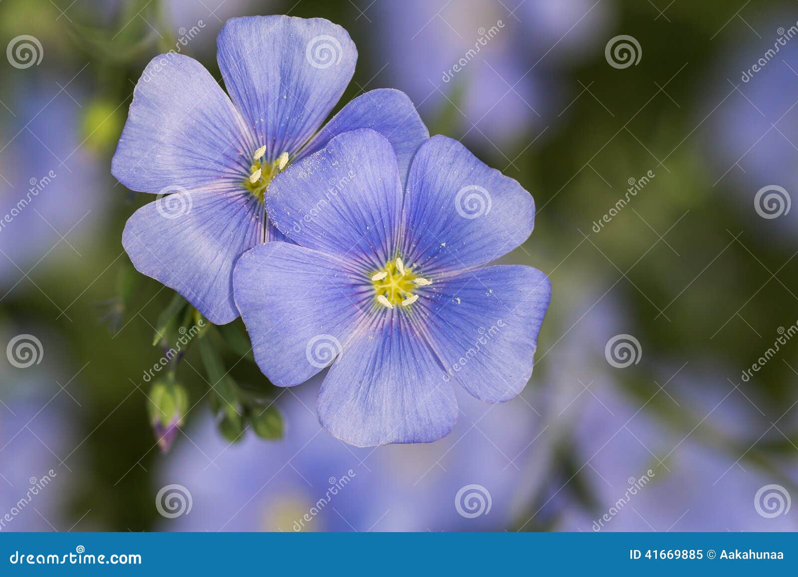 Cosmos bleu de floraison image stock. Image du fleur - 41669885